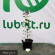 Флокс Новинка купить с доставкой