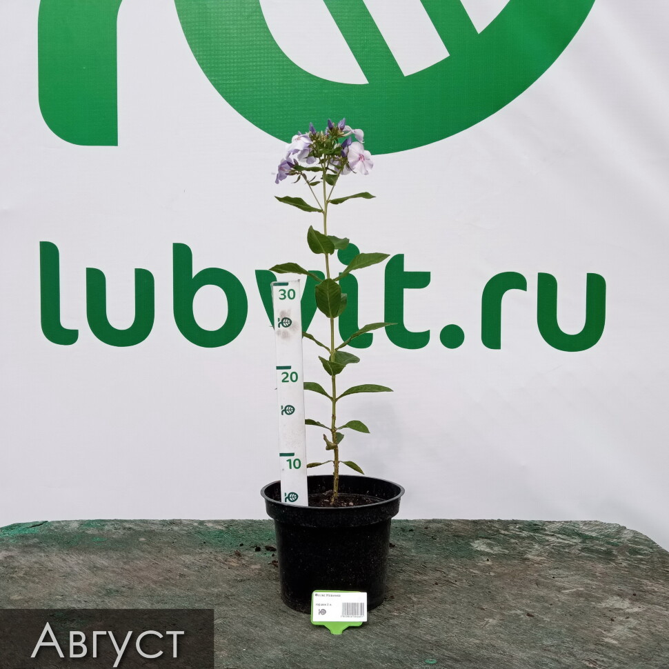 Флокс Новинка купить с доставкой