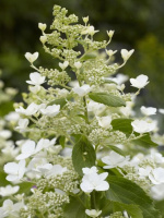 Гортензия Вайт Голиаф (White Goliath) метельчатая