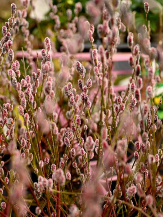 Ива Маунт Асо (Mount Aso) купить с доставкой