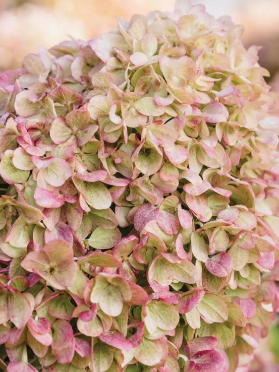 Гортензия Жемчужина Фестиваля (Perle de Festival) метельчатая купить с доставкой