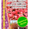 Барбарис Тунберга Атропурпуре [Семена редких растений]