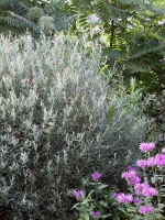 Ива Нана (Nana)