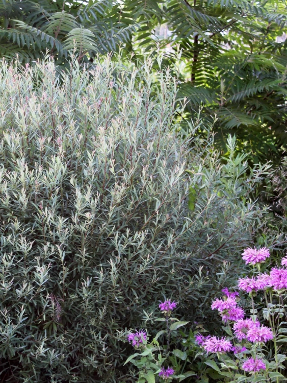 Ива Нана (Nana) купить с доставкой