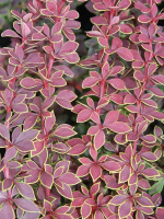 Барбарис Коронита (Coronita)