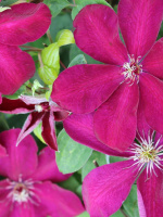 Клематис Эрнест Маркхам (Ernest Markham)