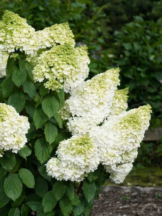 Гортензия Мэджикал Мунлайт (Magical Moonlight) метельчатая купить с доставкой