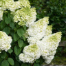 Гортензия Мэджикал Мунлайт (Magical Moonlight) метельчатая купить с доставкой