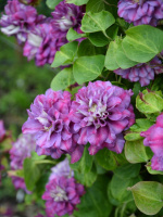 Клематис Королева Бона (Krolowa Bona)