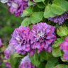 Клематис Королева Бона (Krolowa Bona)