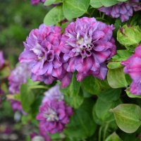 Клематис Королева Бона (Krolowa Bona)