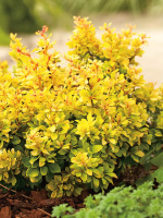 Барбарис Голдалита (Goldalita)