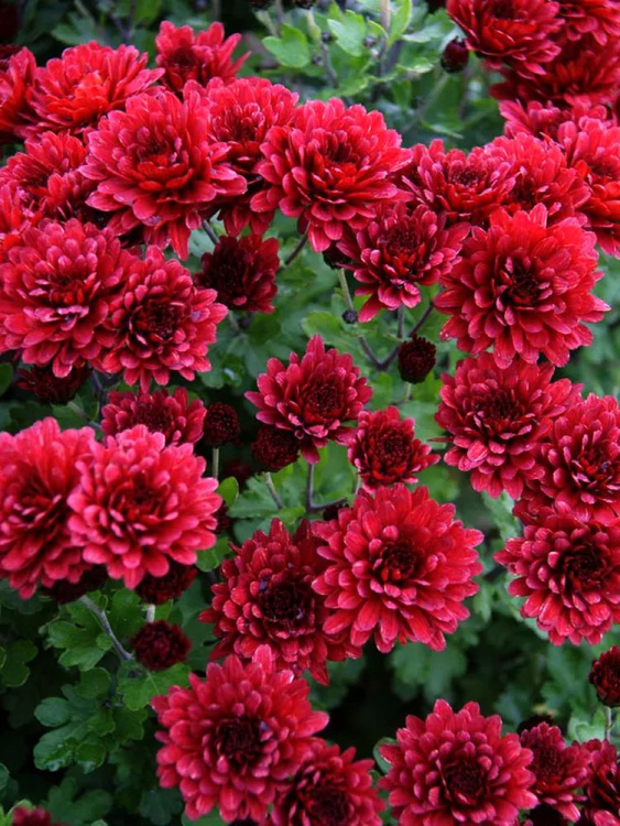 Хризантема мультифлора Бранглори Ред (Branglory Red) купить с доставкой
