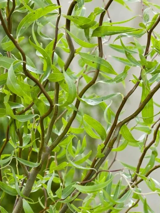 Ива Извилистая купить с доставкой