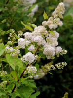 Спирея белая Алликко (Allikko)