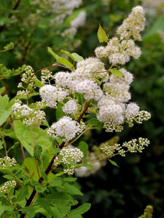Спирея белая Алликко (Allikko) купить с доставкой