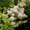 Спирея белая Алликко (Allikko) купить с доставкой
