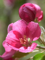 Яблоня Недзвецкого