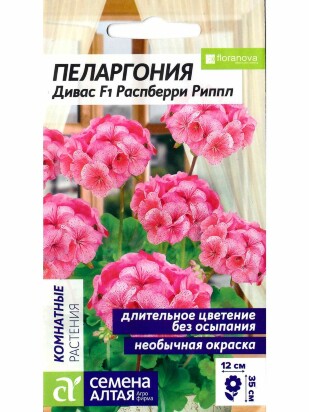 Пеларгония Дивас Распберри Риппл [Семена алтая]