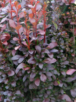 Барбарис Хелмонт Пиллар (Helmond pillar)