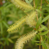 Ива росистая (Salix rorida) купить с доставкой
