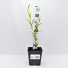 Ива росистая (Salix rorida) купить с доставкой