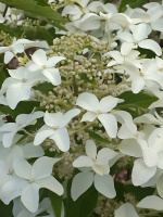 Гортензия Мэджикал Старлайт (Magical Starlight) метельчатая