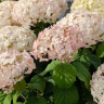 Гортензия Белла Рагацца Бланшетта (Bella Ragazza Blanchetta) древовидная