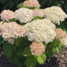 Гортензия Белла Рагацца Бланшетта (Bella Ragazza Blanchetta) древовидная купить с доставкой