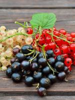 Смородина Ассортимент