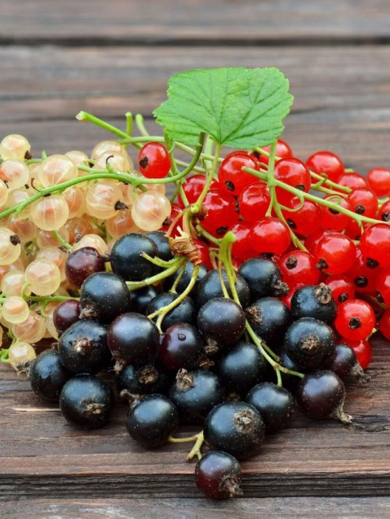 Смородина Ассортимент купить с доставкой