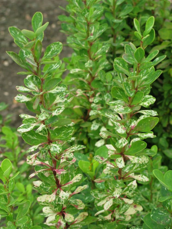 Барбарис Пау Вау (Powwow) купить с доставкой