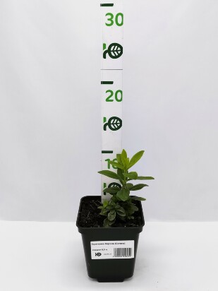 Горечавка Корона (Corona)