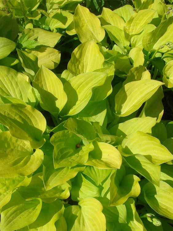 Хоста Август Мун (August Moon) [L] купить с доставкой