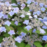 Гортензия Мияма-яэ-мурасаки (Miyama-yae-murasaki) пильчатая купить с доставкой