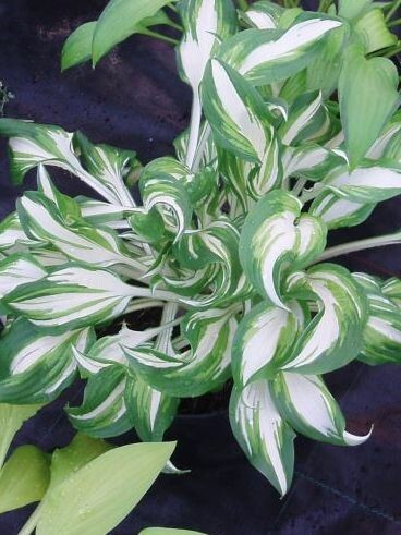 Хоста Киви Сперминт (Kiwi Spearmint) [M] купить с доставкой