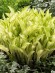 Хоста Киви Сперминт (Kiwi Spearmint) [M] купить с доставкой