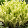 Хоста Киви Сперминт (Kiwi Spearmint) [M] купить с доставкой