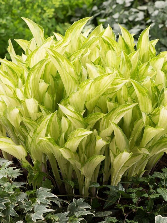 Хоста Киви Сперминт (Kiwi Spearmint) [M] купить с доставкой