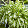 Хоста Киви Сперминт (Kiwi Spearmint) [M] купить с доставкой