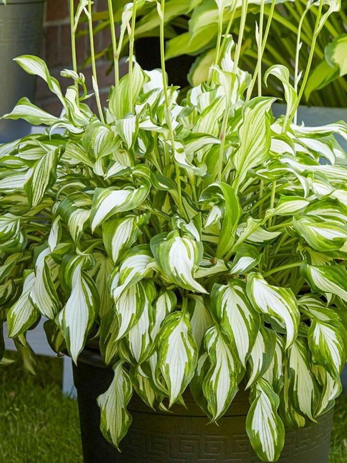 Хоста Киви Сперминт (Kiwi Spearmint) [M] купить с доставкой