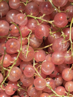 Смородина розовая Голландская Розовая