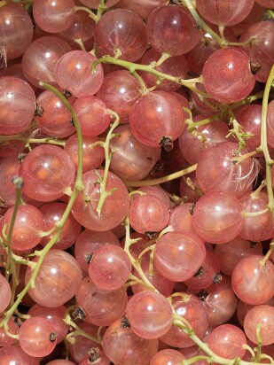 Смородина Голландская Розовая