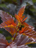 Пузыреплодник Андре (Andre)