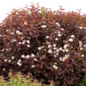 Лиственный кустврник пузыреплодник калинолистный Андре (Physocarpus opulifolius Andre)