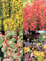 Барбарис Ассортимент