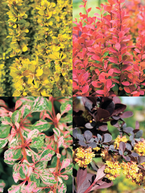 Барбарис Ассортимент купить с доставкой