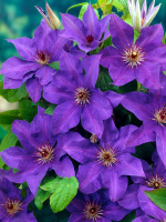 Клематис Президент (The President)