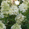 Гортензия Долли (Dolly) метельчатая купить с доставкой