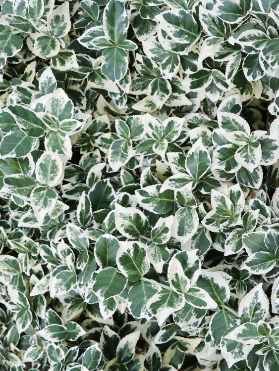 Бересклет форчуна Эмеральд Гаити (Emerald Gaiety) купить с доставкой